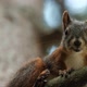 Closeup of the Face of a Gray Squirrel Looking at the Camera Sitting on a Tree Branch - VideoHive Item for Sale
