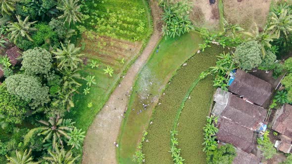 Neighbour gathering in Indonesian village between fields and jungle, aerial view