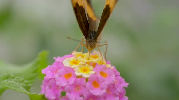 Macro shot of monarch butterfly collecting nectar of flower in wilderness of North America and New Z