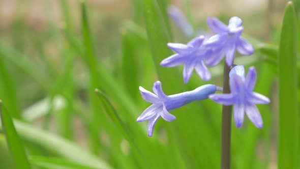 Hyacinthus orientalis purple flower  shallow DOF natural 4K 3840X2160 30fps  UHD footage - Common Hy