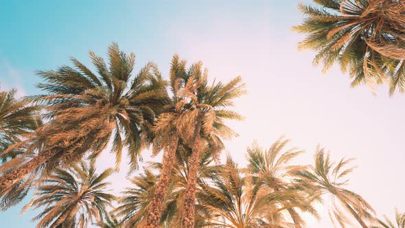 Palm Trees at Sunset Light and Sky