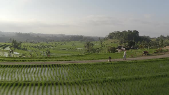 Drone Hovering Above Rice Terraces in Bali and Woman Walking on Pathway