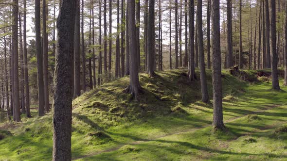 Tree Trunks in an Empty Forest at Sunset