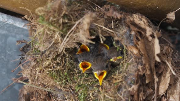 Eurasian wren chicks begging food, mother arrives to feed them,nest, day