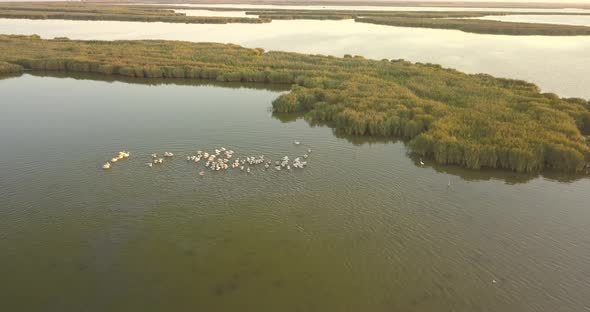 Breeding Grounds of Pelicans in Tuzly Estuary National Nature Park Near By Black Sea Coast, Ukraine