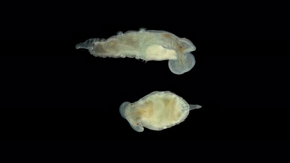 Chaetopteridae Worm Larva Under a Microscope, Class: Polychaete Worms, the Anterior Part