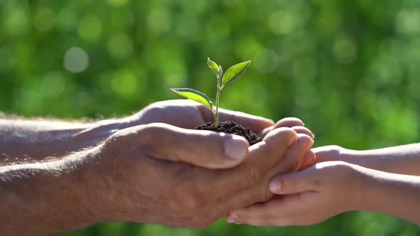 Senior man and child holding young green plant in hands