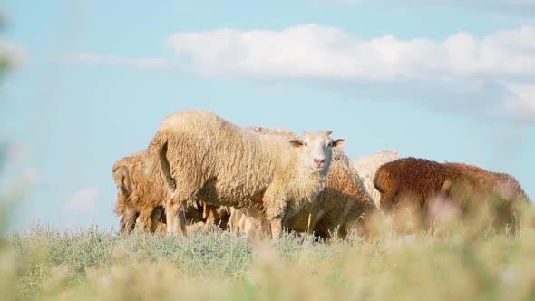 Herd sheep standing and graze in field. Agriculture and cattle breeding. Slow motion