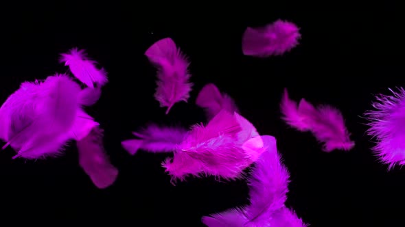 Feathers float in air with pink hues, , Slow Motion