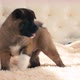 Puppy pissing on bed light cover - VideoHive Item for Sale