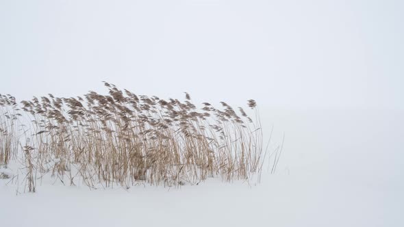 Dry Reed Plants Fighting with Snow Storm at the Shore of a Frozen Lake