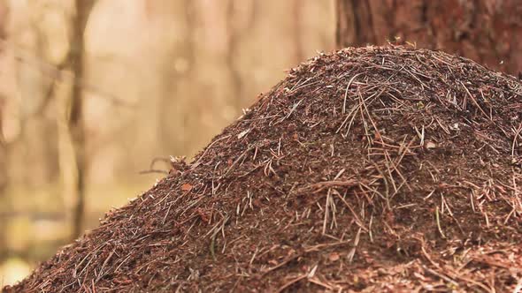 Anthill with Ants in the Wild Forest