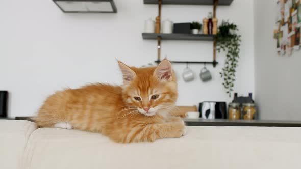 Ginger Kitten Lies on a White Sofa Against the Background of the Kitchen