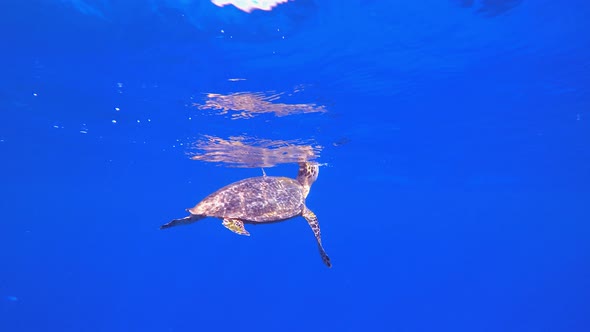 Sea Turtle Breathing at Surface