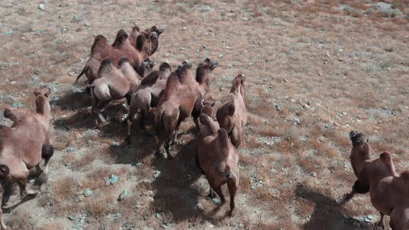Bactrian Camel in the Gobi Desert Mongolia