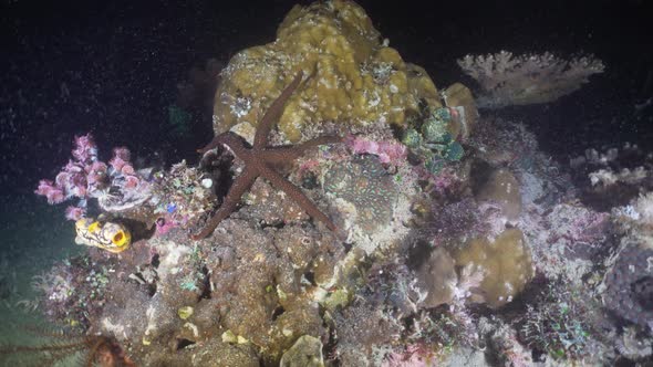 Starfish on Coral. Philippines, Mindoro