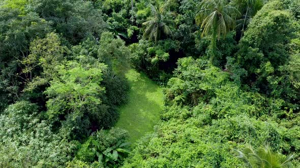 Aerial view of deep green forest or jungle at rainy season.