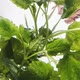Person Throws Fresh Mint Into Water on White Background - VideoHive Item for Sale