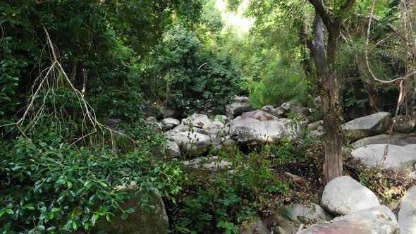 Magical Scenery of Rainforest and River with Rocks. Wild Vegetation, Deep Tropical Forest. Jungle