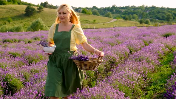 A Woman Collects Lavender Flowers for Essential Oil