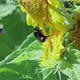 Bumble Bee on Sunflowercollecting Nectar Close Up View - VideoHive Item for Sale