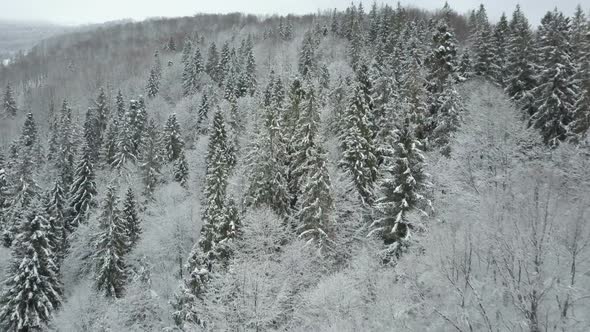 Aerial View of Winter Mountains Covered with Pine Trees