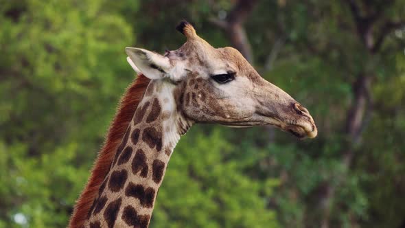 South African Giraffe In Khwai Region, Moremi Game Reserve, Botswana, Southern Africa. Close-up