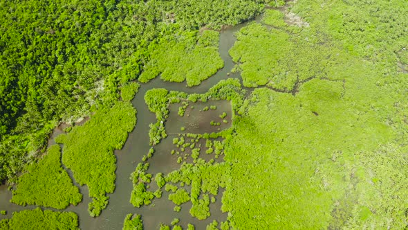 Aerial View of Mangrove Forest and River