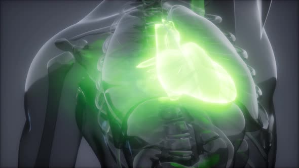 Human Heart Radiology Exam alt