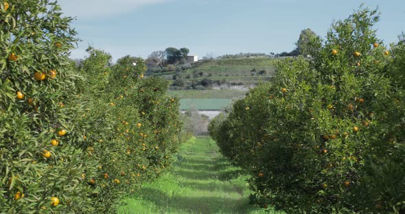Orange Fruit Tree in Calabria Region