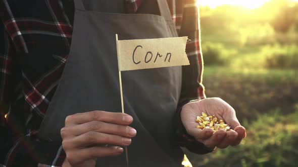 A Farmer Is Holding A Bunch Of Corn In A Plantation Vegetable Garden Field. Flag Marker