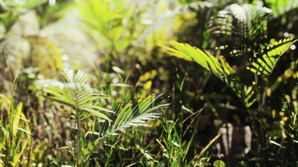 Close Up Nature View of Grass on the Tropical Background