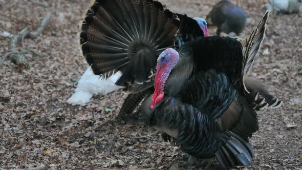 Wild Dark Turkeys Looking Around