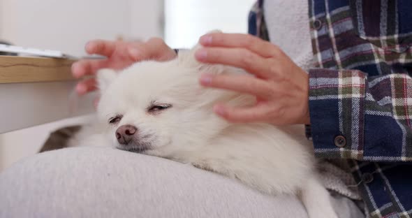 Pomeranian dog lying on woman legs