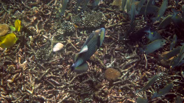 Underwater Video of Titan Triggerfish or Balistoides Viridescens in Gulf of Thailand