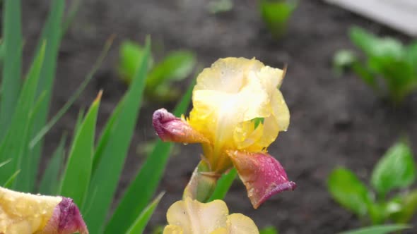 Wet Yellow-purple Iris Under Rain