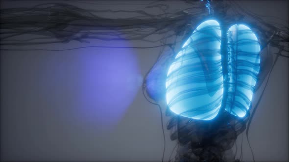 Human Lungs Radiology Exam alt