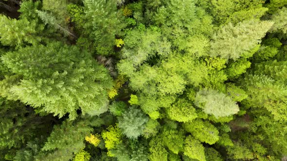 Flying over a forest in Northern California