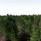 Flying Over Trees - VideoHive Item for Sale