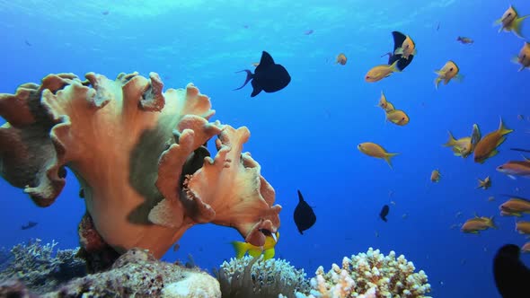 Underwater Flower