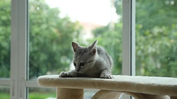 Cute Cat Lying On Cat Tower Slow Motion