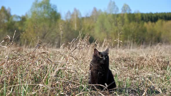 Black Cat Sits in the Grass in Early Spring