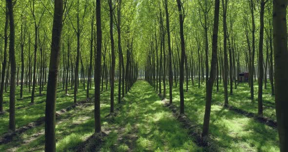 Green Forest High Tree with Green Foliage