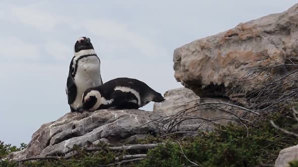 Penguin couple snuggling on a rock in Betty's Bay South Africa