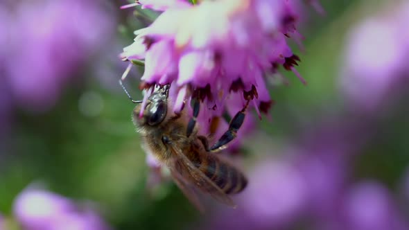 Macro shot of hungry bee looking for pollen in purple colored flower during bright sunlight in wilde