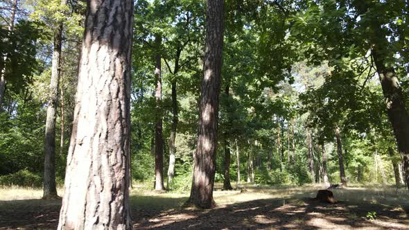 Slow Motion View of Green Forest By Day