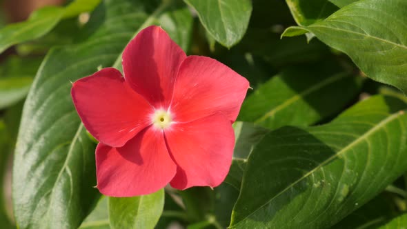 Touch-me-not plant close-up 4K 2160p 30fps UltraHD footage - Red tiny Impatiens flower 3840X2160 UHD