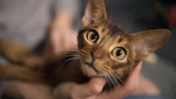 Close View Curious Abyssinian Cat Looking at Camera and Touching with Paws