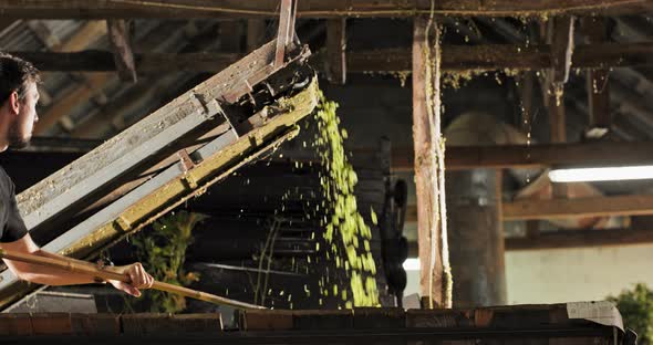 View to Conveyor with Harvested Cascade Hop on Farm