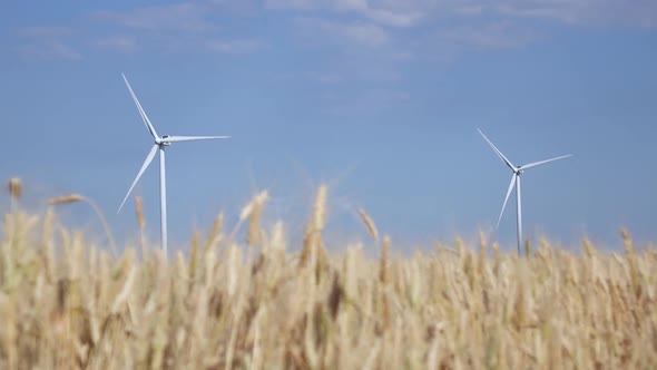 Two Rotating Windmill in a Field of Ripening Young Wheat